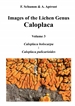 Portada del libro Images of the Lichen Genus Caloplaca, Vol 3